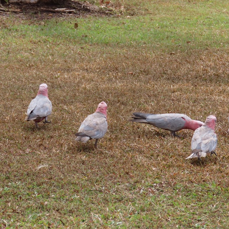Galahs
