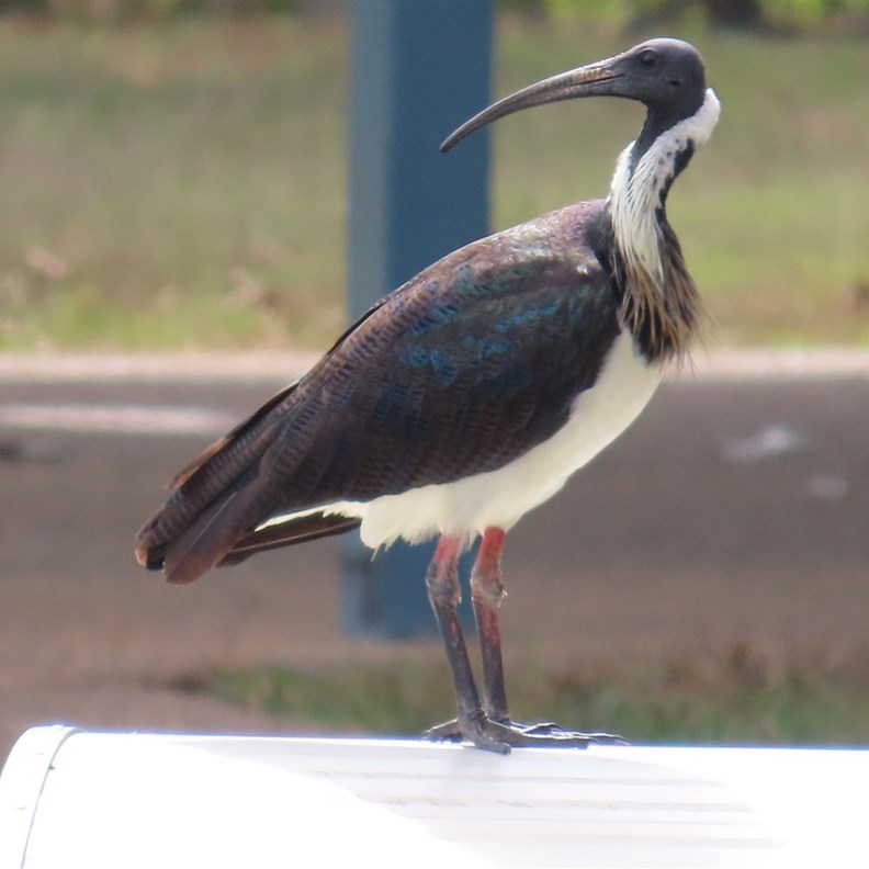 Straw-necked Ibis