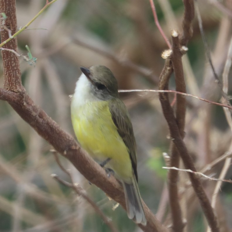 Lemon-bellied Flycatcher