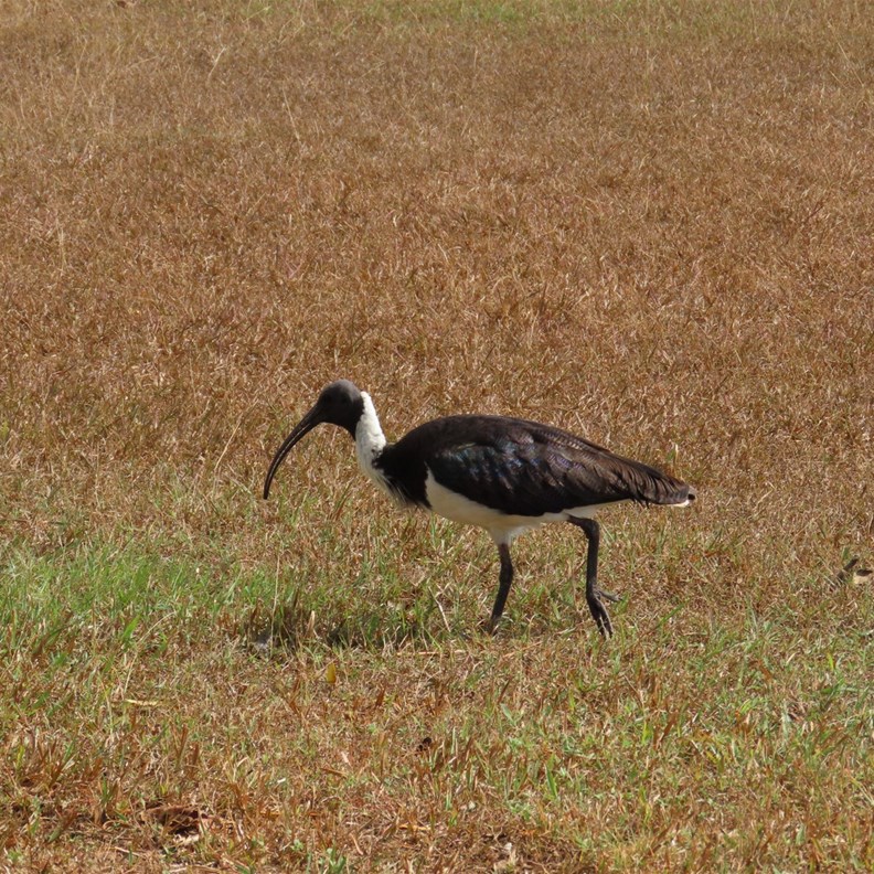 We saw another Straw-necked Ibis