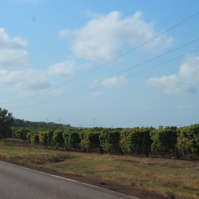 Mango farm