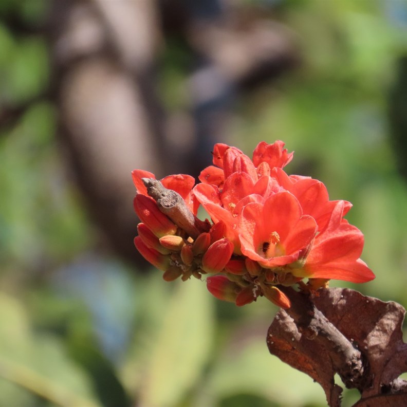 Red-flowered Kurrajong