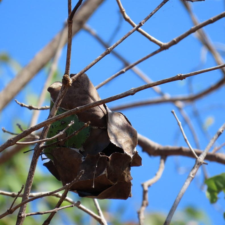 Green Tree Ant Nest
