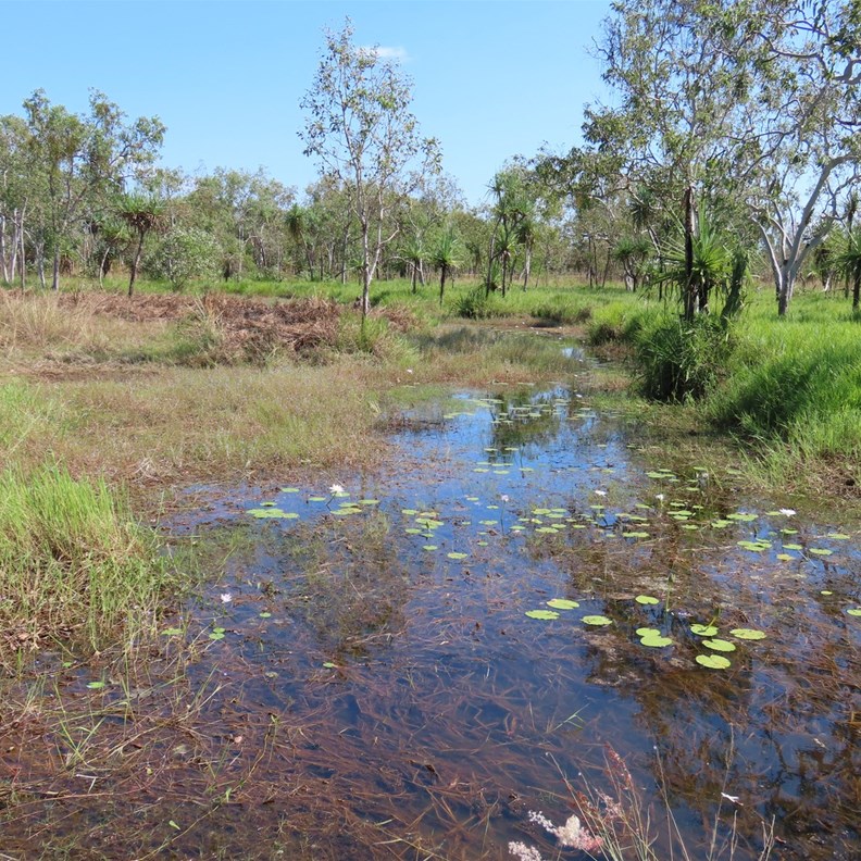 Kakadu