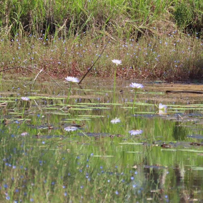 Water Lillies