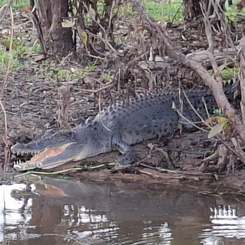 Crocodile 2