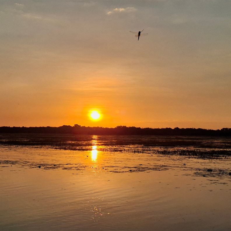 Sunset with Dragonfly