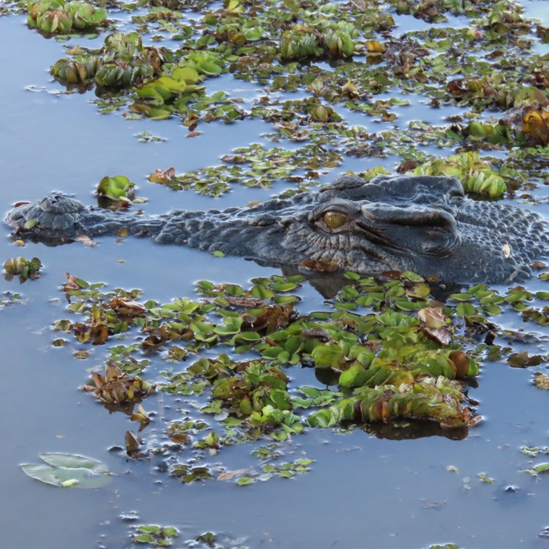 Crocodile