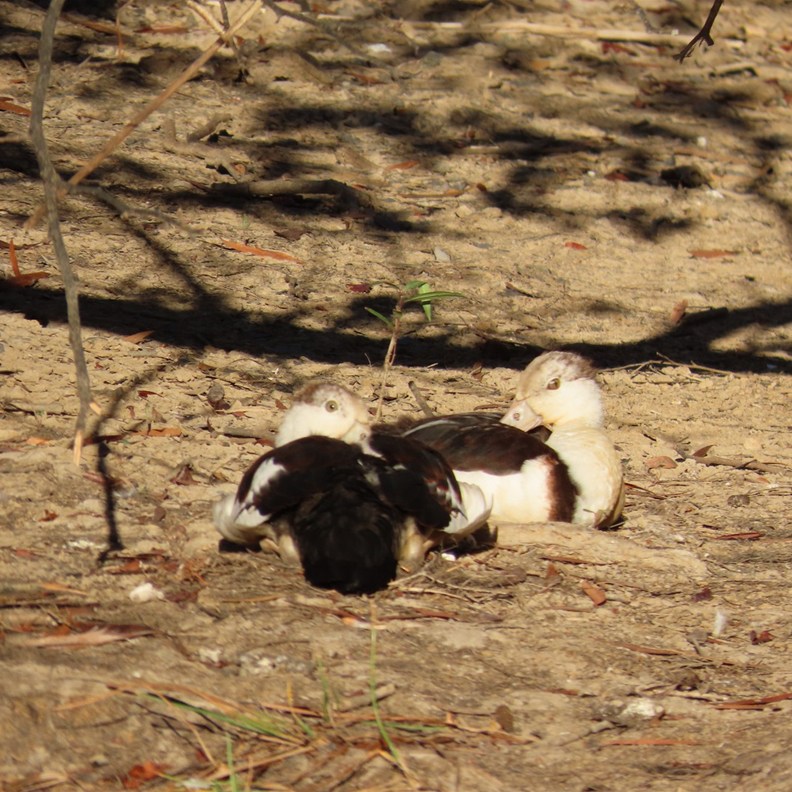 Burdekin Ducks Chicks