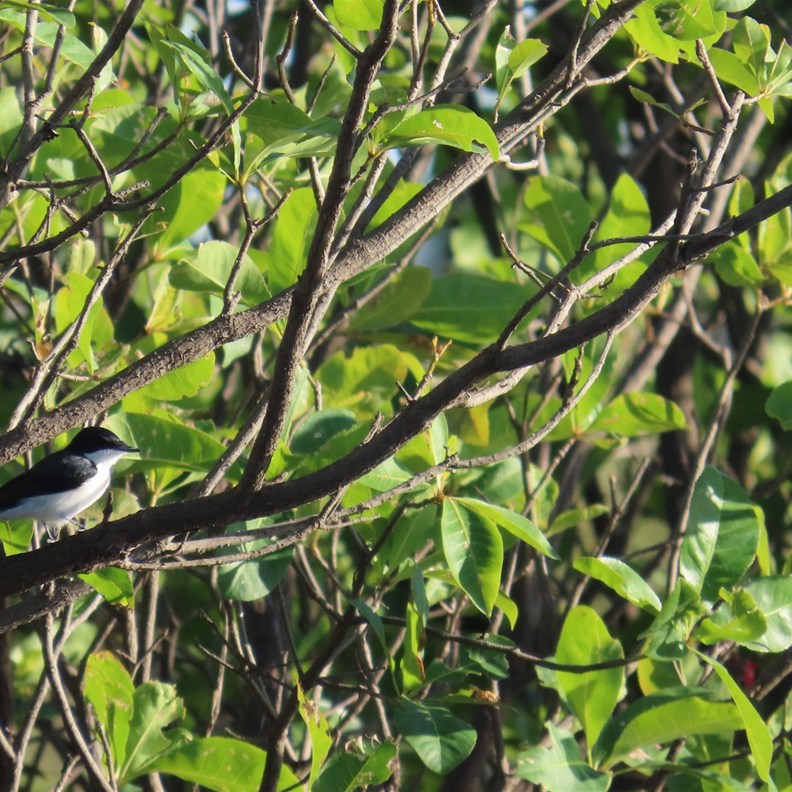 Paperbark Flycatcher