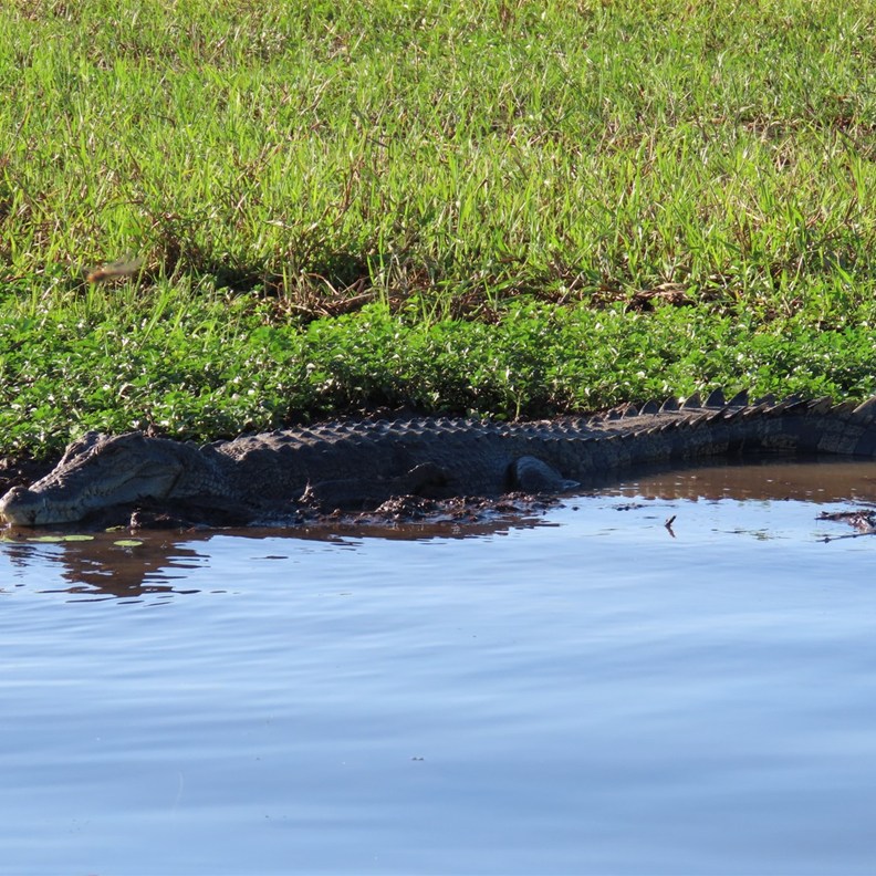 Crocodile