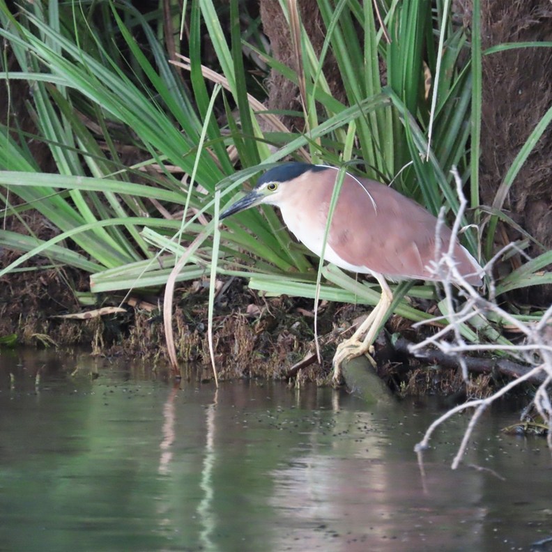 Nankeen Night-Heron