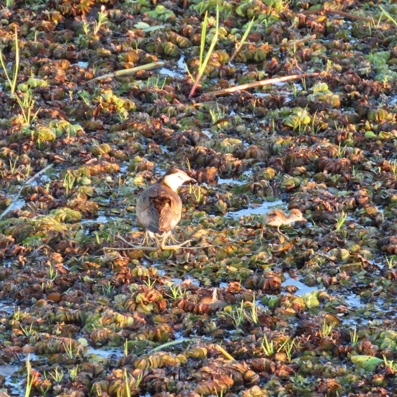Comb-crested Jacana and chick