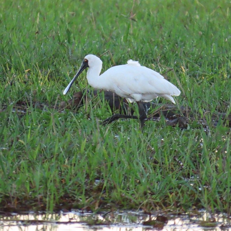 Royal Spoonbill