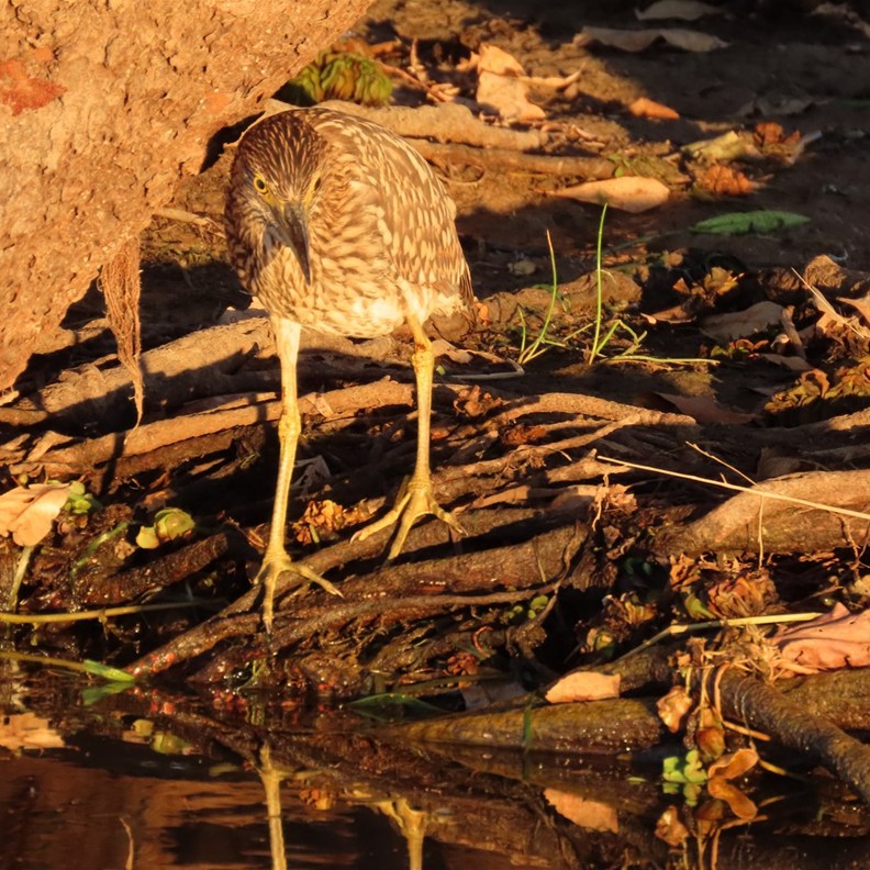 Juvenile Nankeen Night-Heron