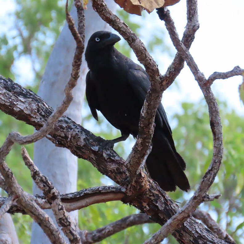 Torresian Crow