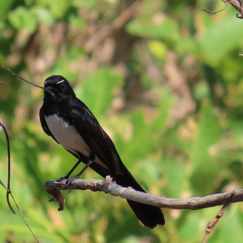 Willie Wagtail