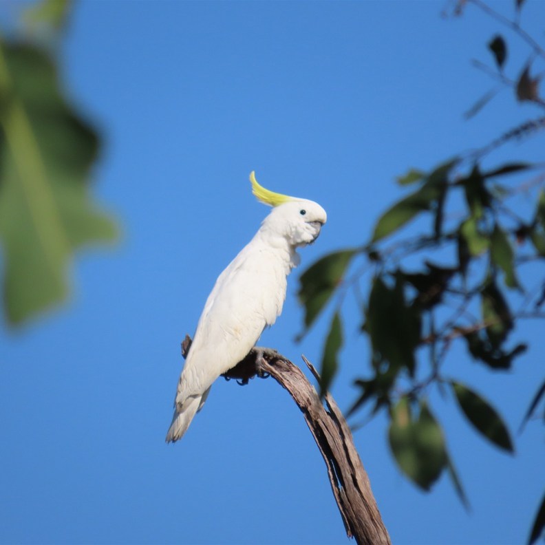 Sulphur-crested Cockatoo