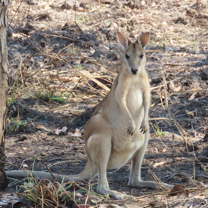 Agile Wallaby