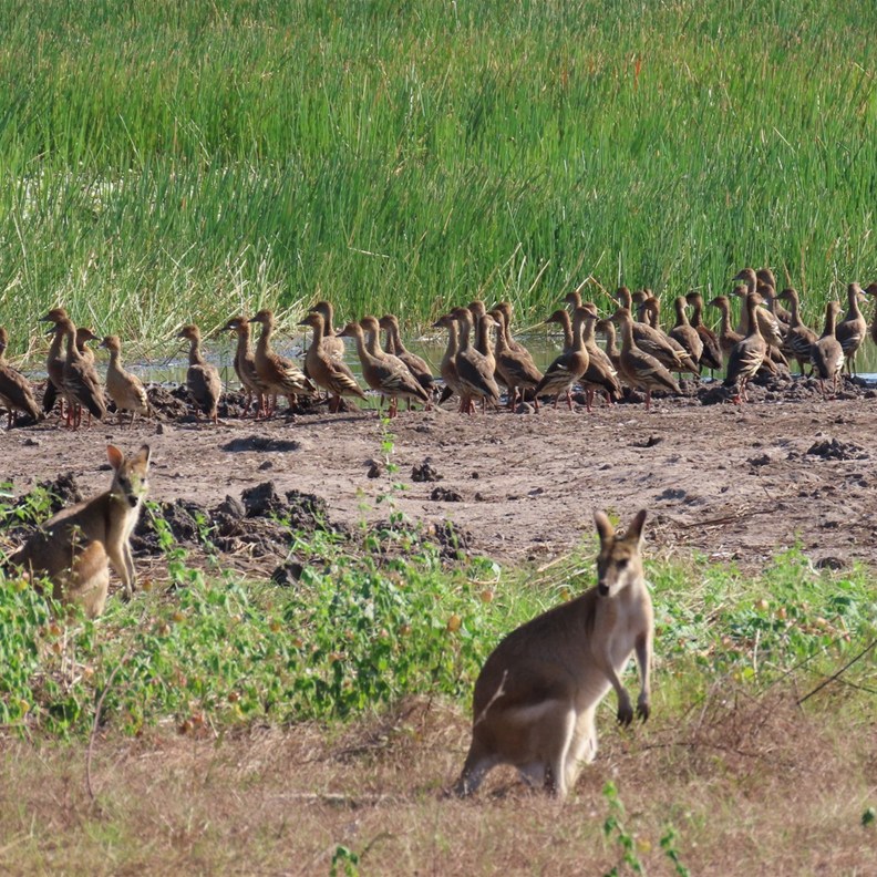 Who thought Wallabies and Ducks would be happy together