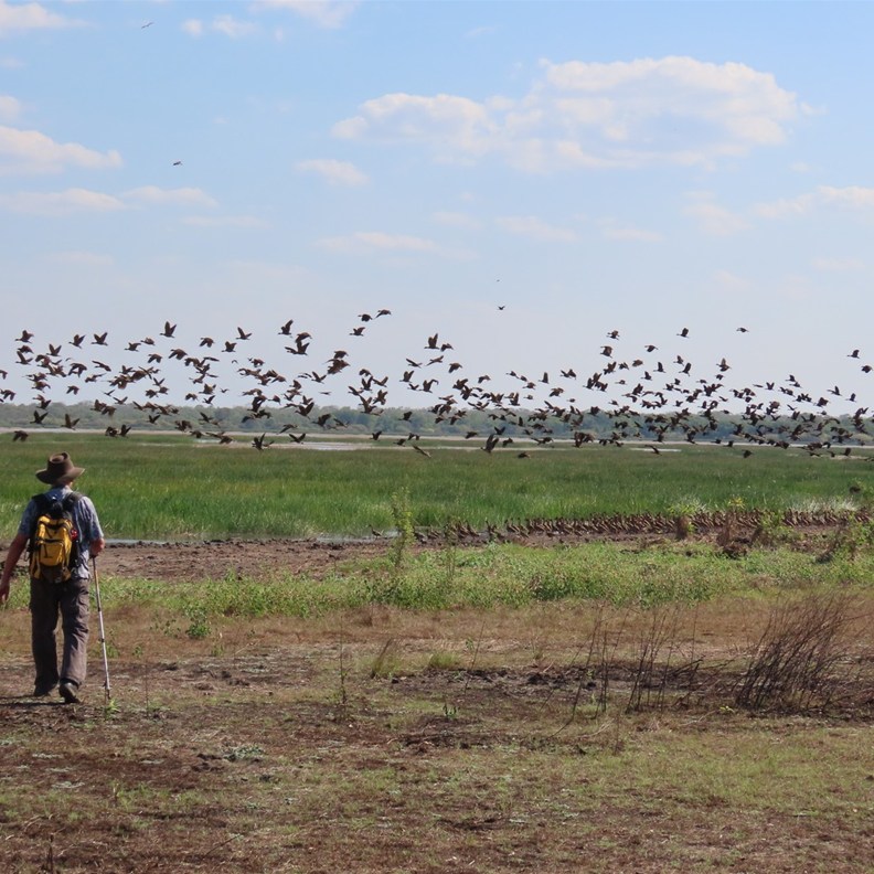 Hundreds of Ducks