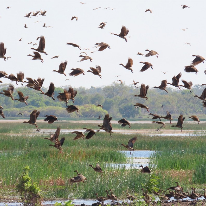 Ducks in Flight