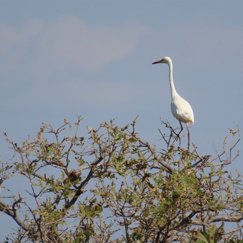 Great Egret
