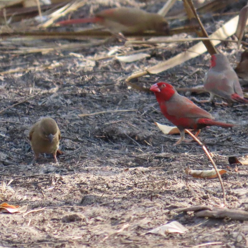 Male, Female & Juvenile Crimson Finches