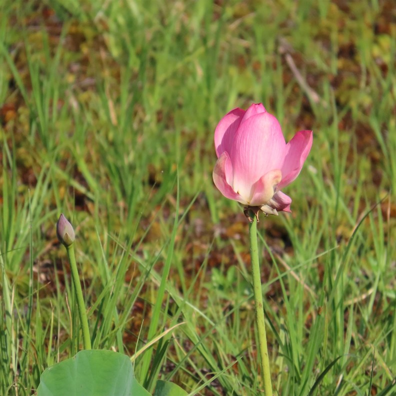 Red Lotus