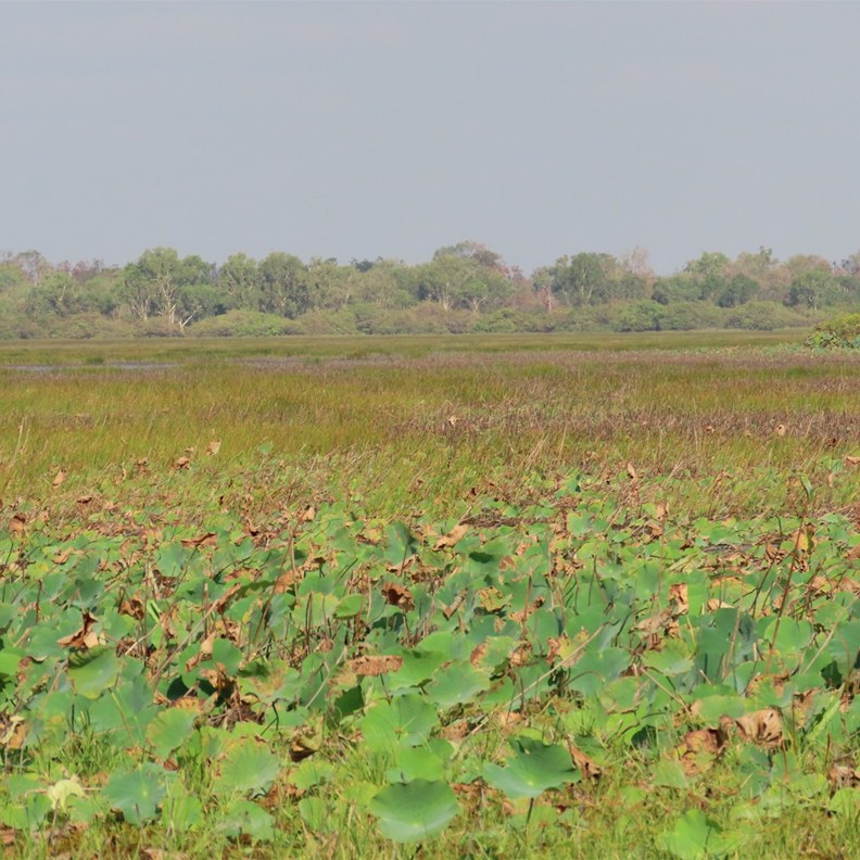 Mamukala Wetlands 3