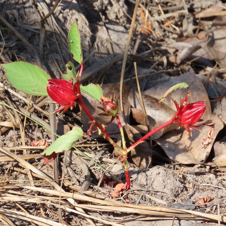 Wild Rosella