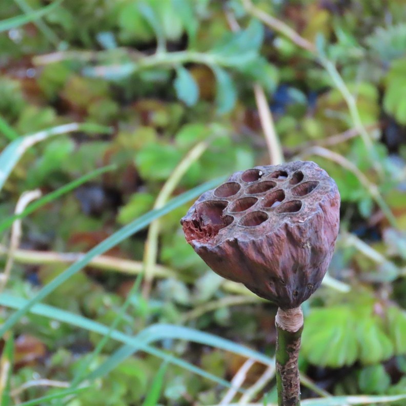 Seed pod of a Red Lotus