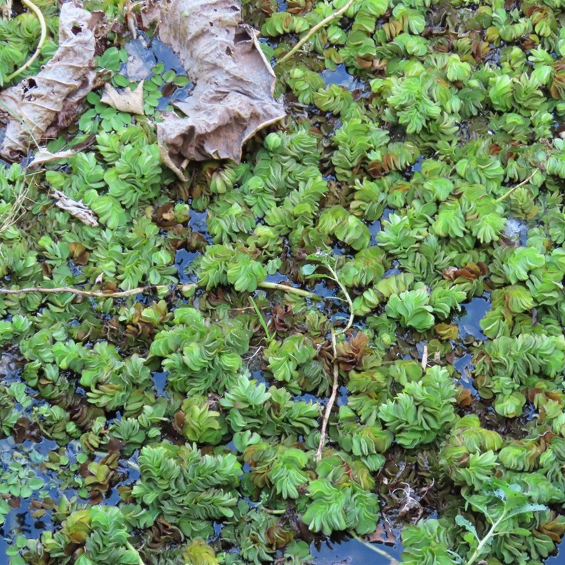 salvinia weed