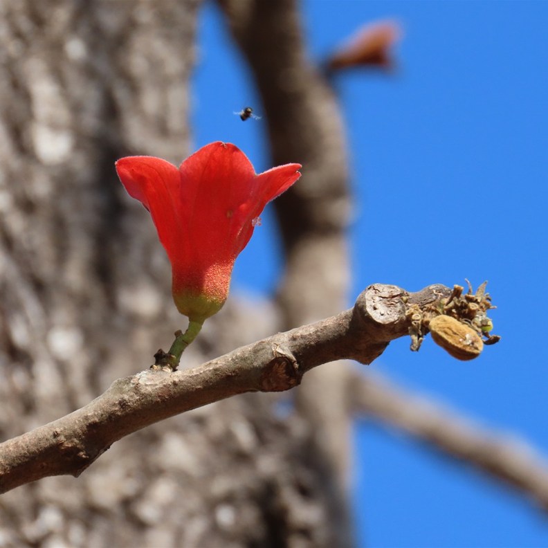 Red-flowered Kurrajong