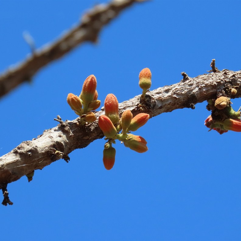 Buds of Red-flowered Kurrajong