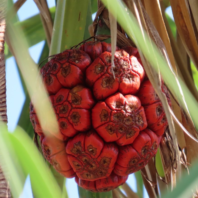Screw Palm - Pineapple Phase