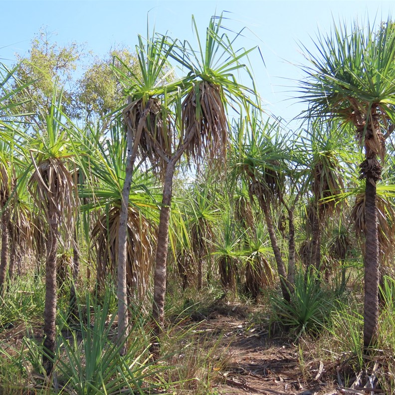 Mamukala Wetlands 2