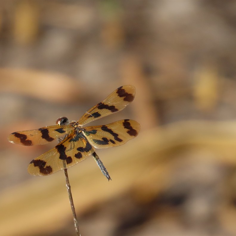 Graphic Flutterer dragonfly