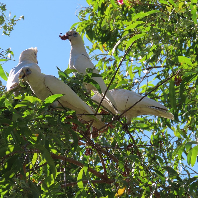 Little Corellas