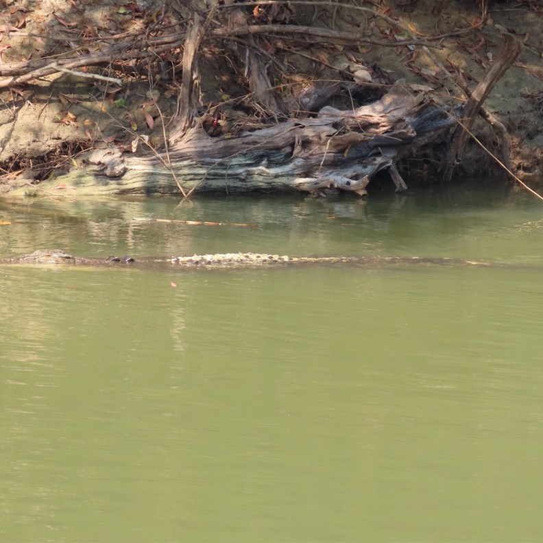 The big crocodile