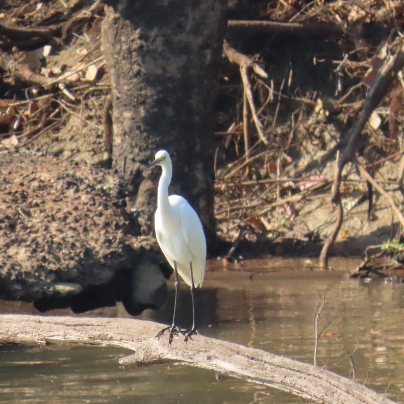 Little Egret watching on