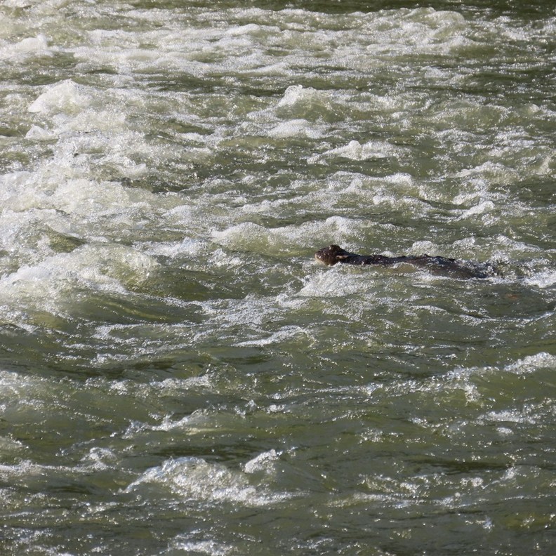 Crocodile awaiting fish
