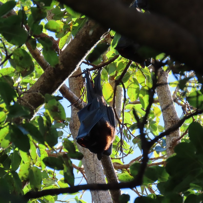 Black Flying Fox