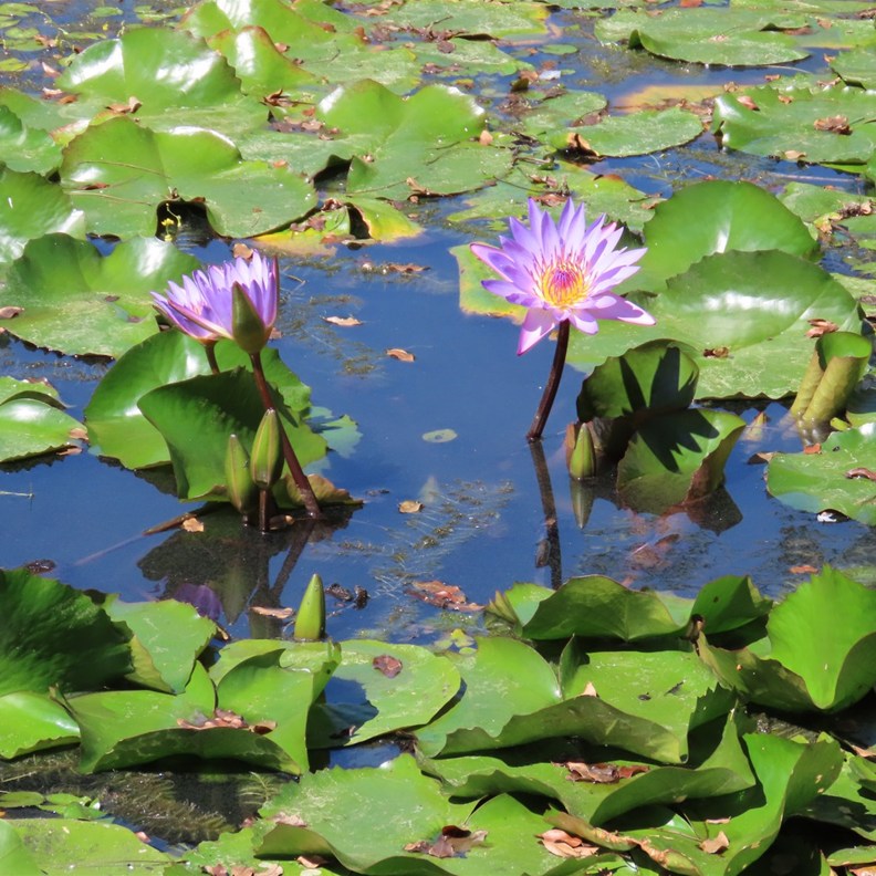 Water Lillies