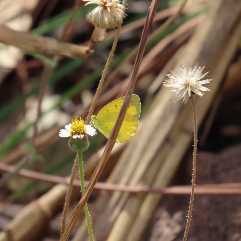 Grass Yellow butterfly