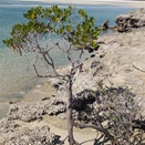 Young mangrove taking route