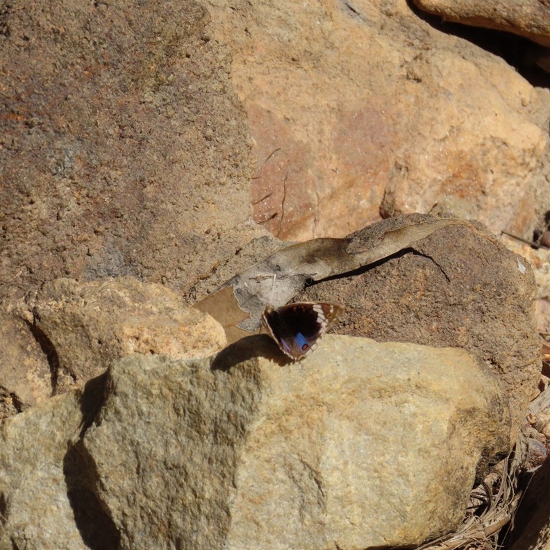 Blue Argus Butterfly