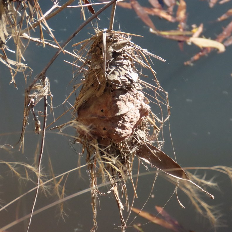 Greygone hanging nest
