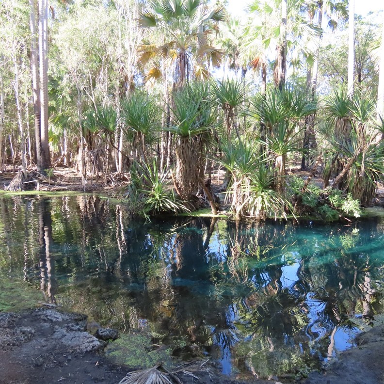 Mataranka Hot Springs 3