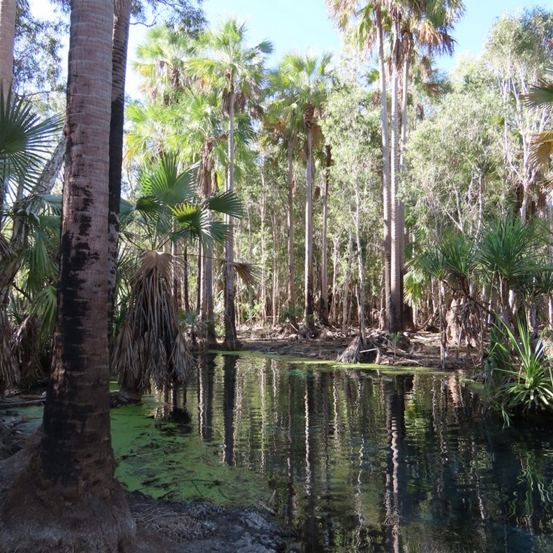 Mataranka Hot Springs 4